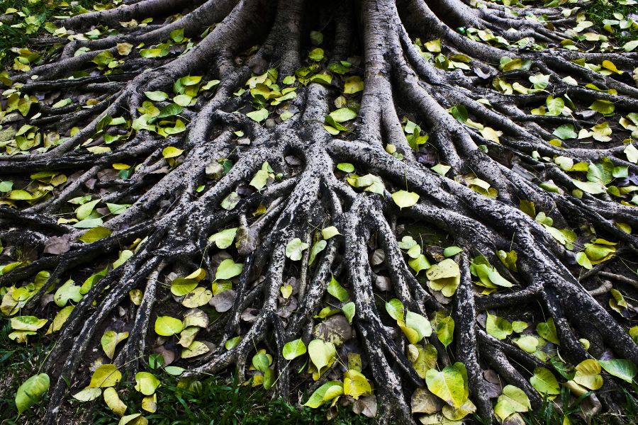 tree roots and green leaves
